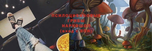 прущие грибы Абаза
